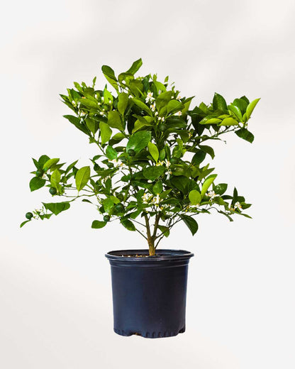 Citrus, Calamondin Orange Mygreenscape | Buy Plants Online