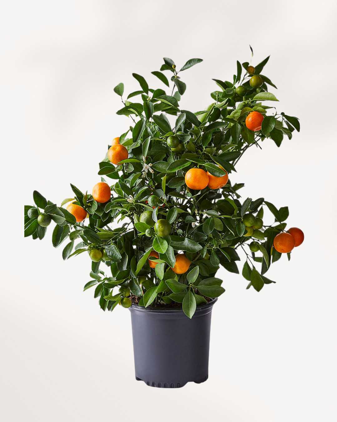 Citrus, Calamondin Orange Mygreenscape | Buy Plants Online