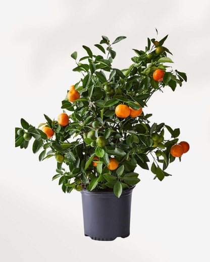 Citrus, Calamondin Orange Mygreenscape | Buy Plants Online