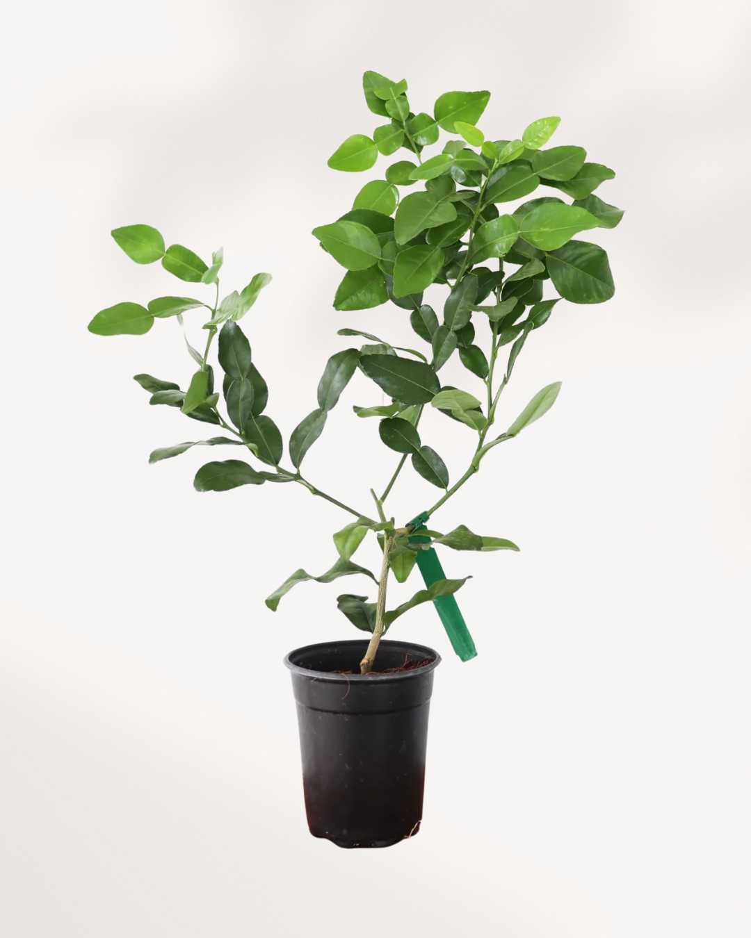 Citrus Kaffir Lime Tree Mygreenscape | Buy Plants Online