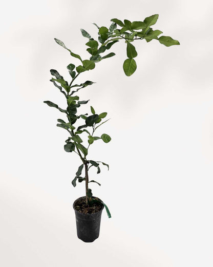 Citrus Kaffir Lime Tree Mygreenscape | Buy Plants Online