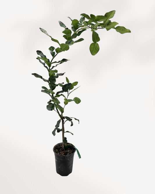 Citrus Kaffir Lime Tree Mygreenscape | Buy Plants Online
