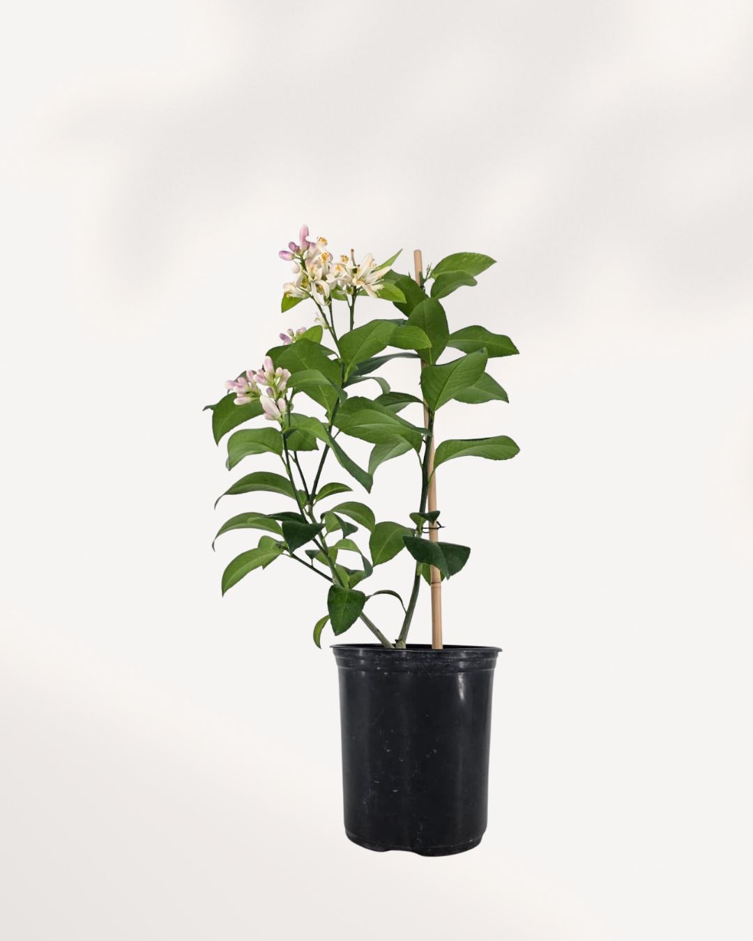 Citrus Meyer Lemon Mygreenscape | Buy Plants Online