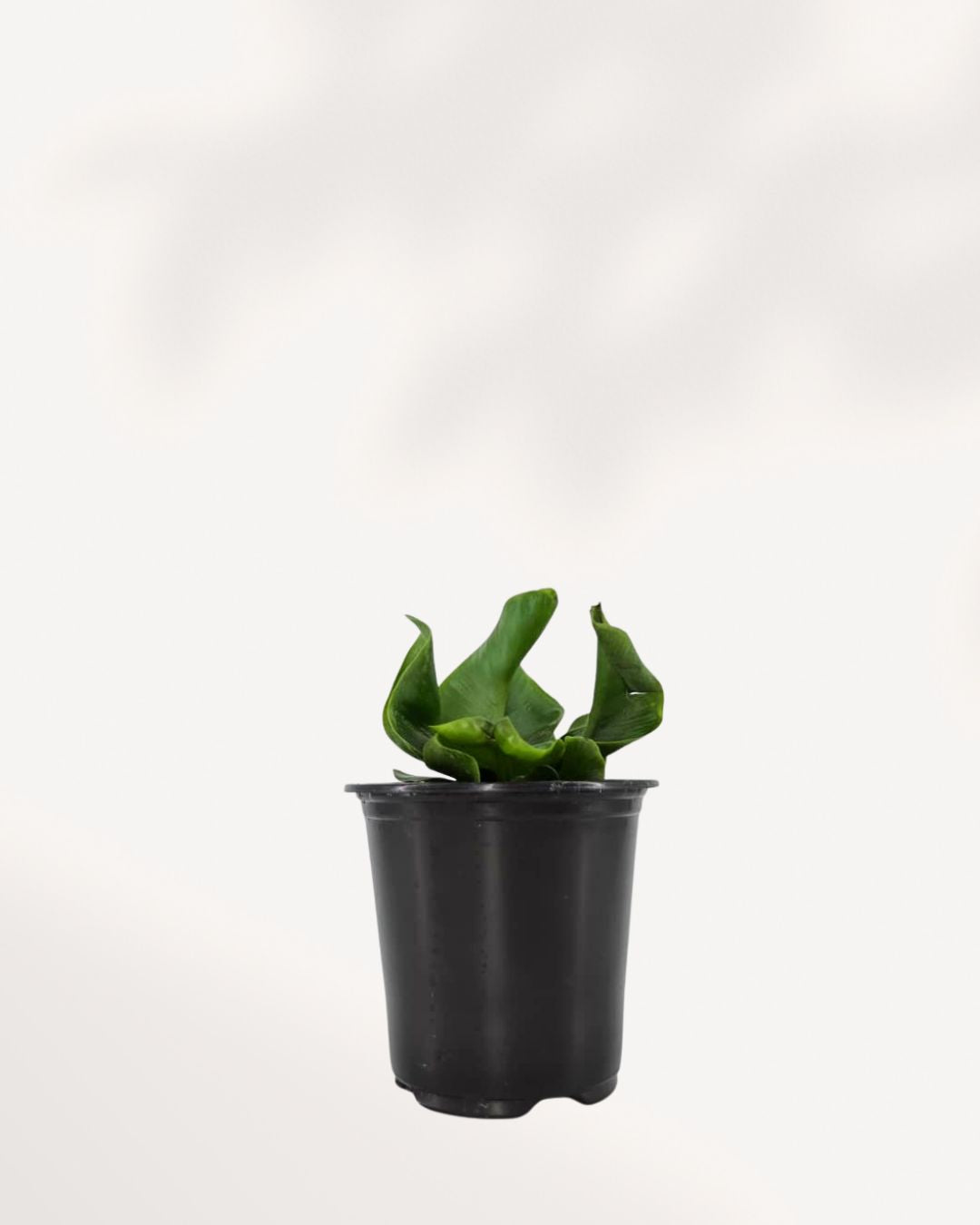 Cobra Fern Mygreenscape | Buy Plants Online