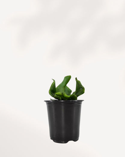 Cobra Fern Mygreenscape | Buy Plants Online