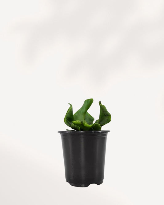 Cobra Fern Mygreenscape | Buy Plants Online