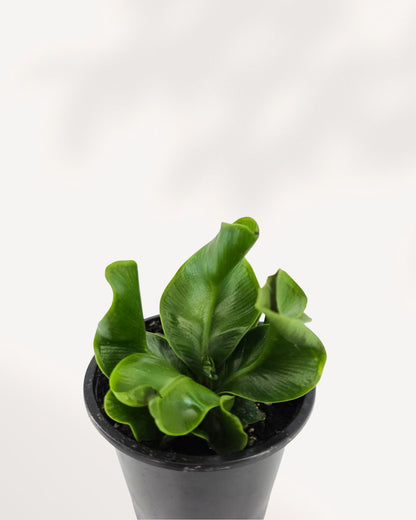 Cobra Fern Mygreenscape | Buy Plants Online