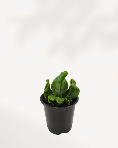 Cobra Fern Mygreenscape | Buy Plants Online