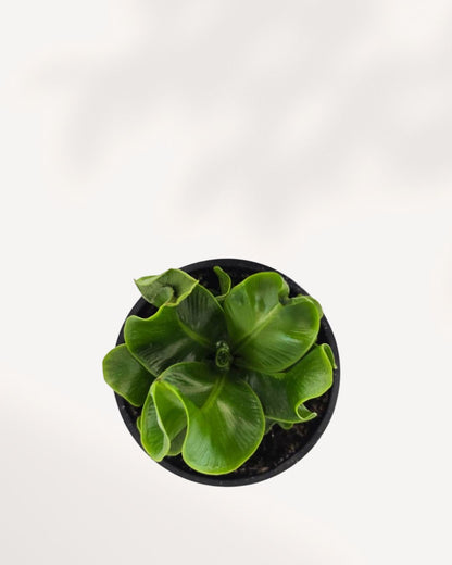 Cobra Fern Mygreenscape | Buy Plants Online