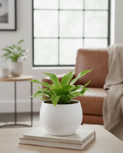 Cobra Fern Mygreenscape | Buy Plants Online