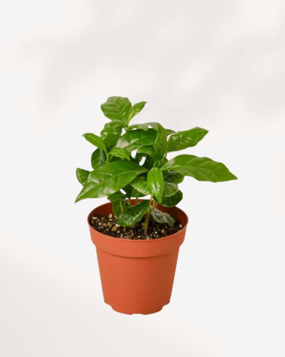 Coffee Plant Mygreenscape | Buy Plants Online