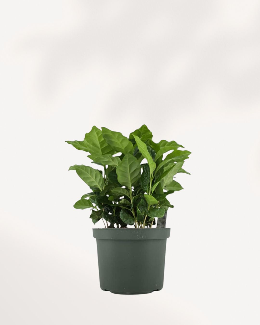 Coffee Plant Mygreenscape | Buy Plants Online