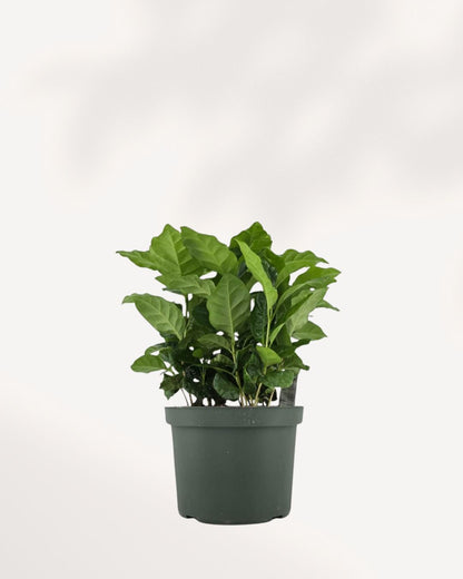 Coffee Plant Mygreenscape | Buy Plants Online