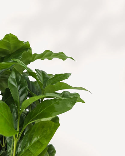 Coffee Plant Mygreenscape | Buy Plants Online