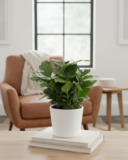 Coffee Plant Mygreenscape | Buy Plants Online