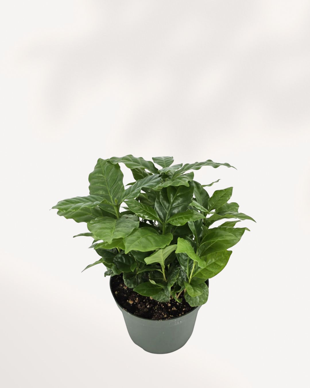 Coffee Plant Mygreenscape | Buy Plants Online