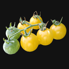 Coyote Yellow Currant Tomato Metchosin Farm