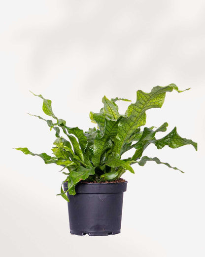 Fern Crocodyllus | Crocodile Mygreenscape | Buy Plants Online