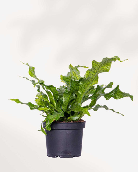 Fern Crocodyllus | Crocodile Mygreenscape | Buy Plants Online