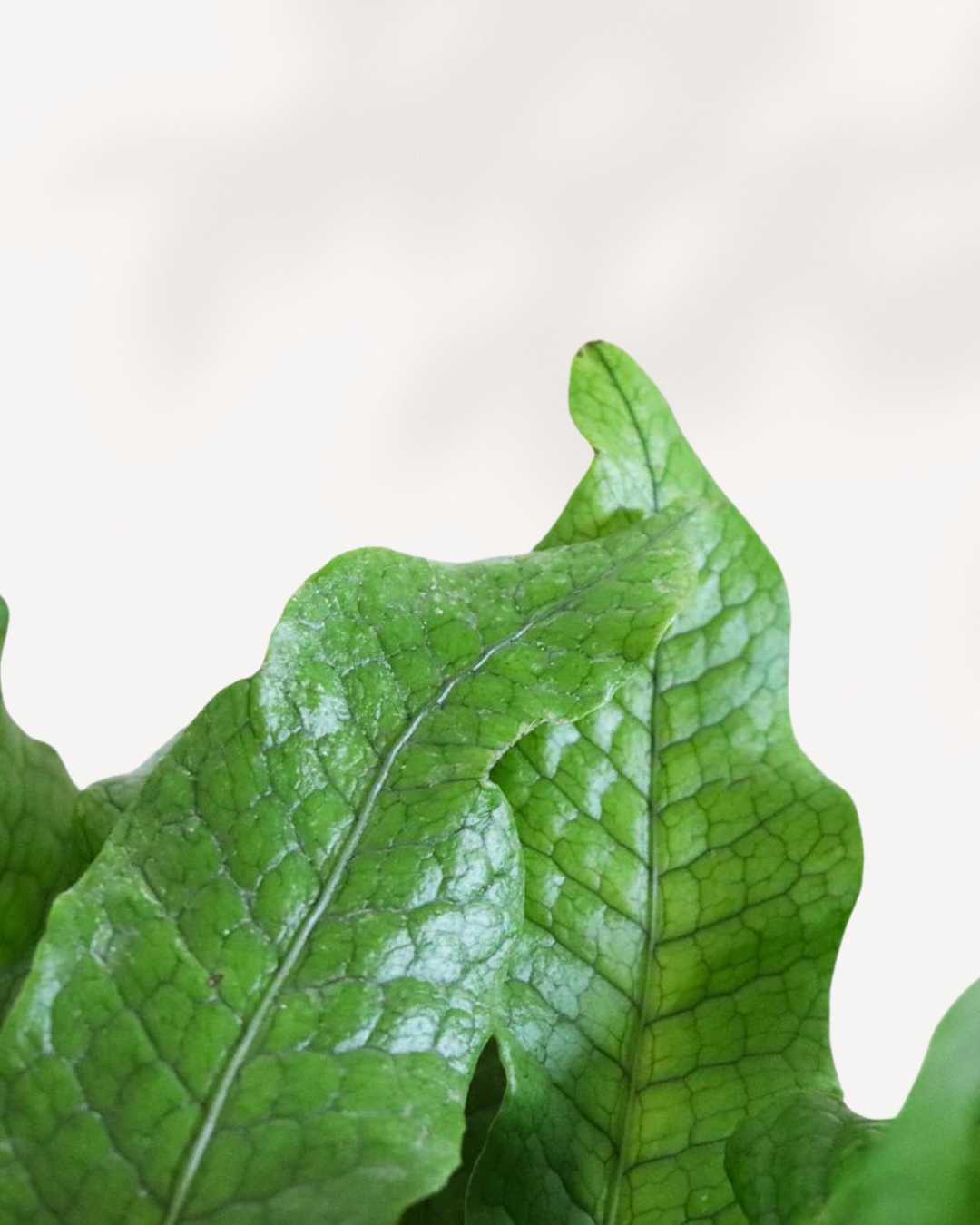 Fern Crocodyllus | Crocodile Mygreenscape | Buy Plants Online