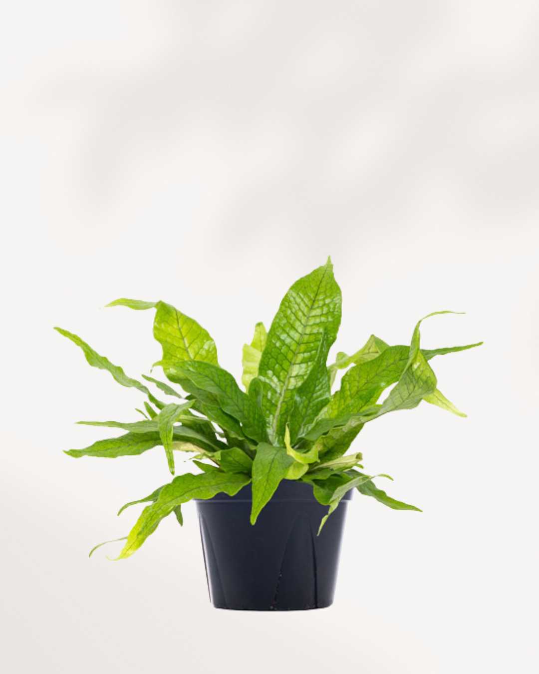 Fern Crocodyllus | Crocodile Mygreenscape | Buy Plants Online