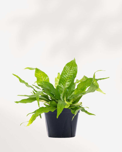 Fern Crocodyllus | Crocodile Mygreenscape | Buy Plants Online