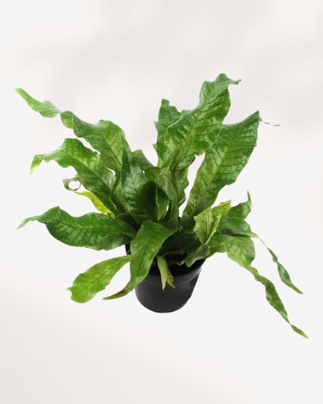 Fern Crocodyllus | Crocodile Mygreenscape | Buy Plants Online