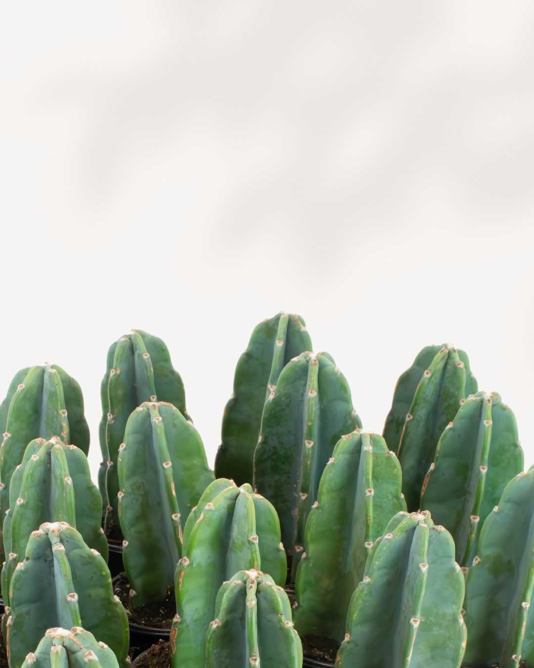 Cactus Cuddly Mygreenscape | Buy Plants Online