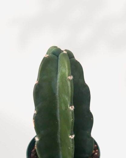 Cactus Cuddly Mygreenscape | Buy Plants Online