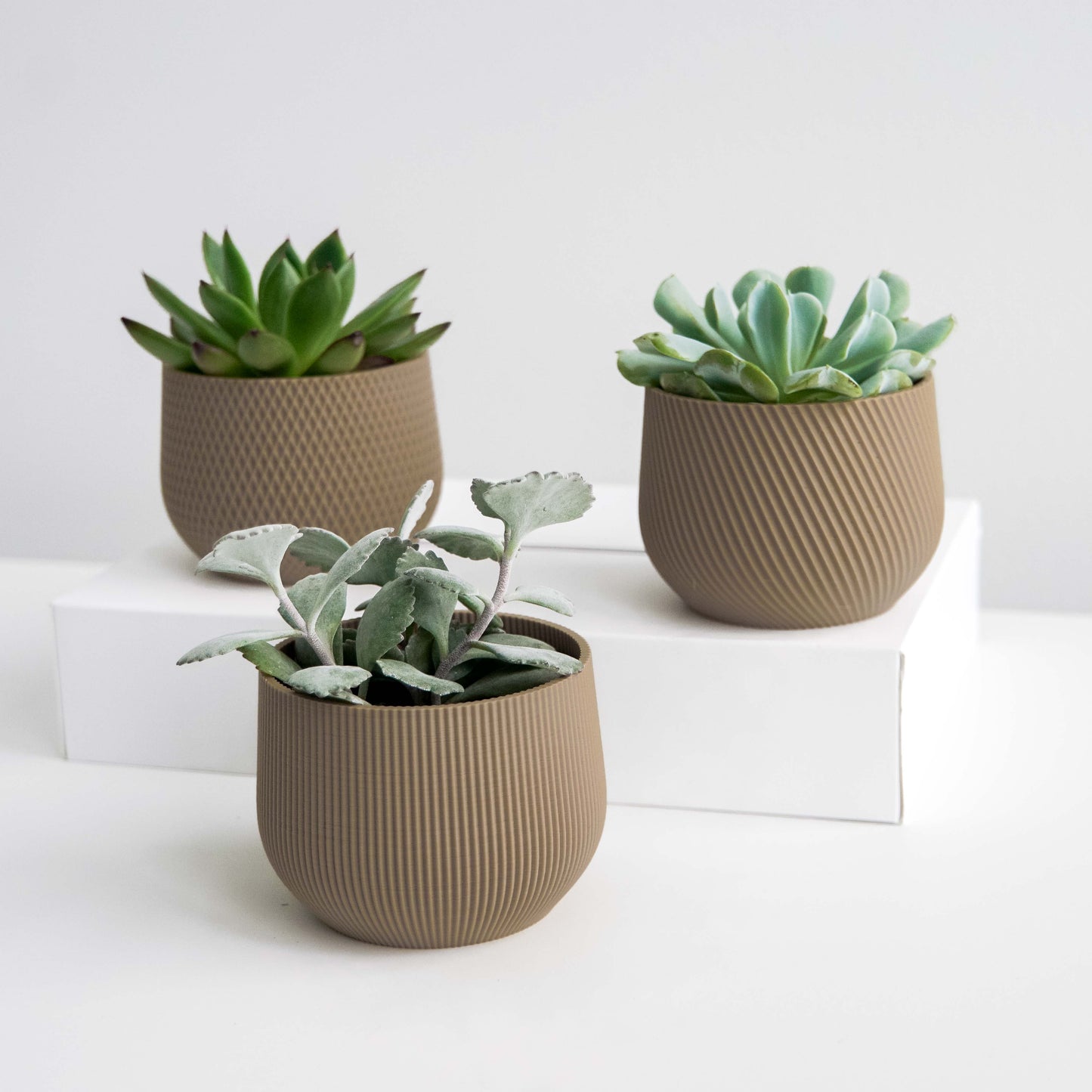 Mini Planter Set Conifer