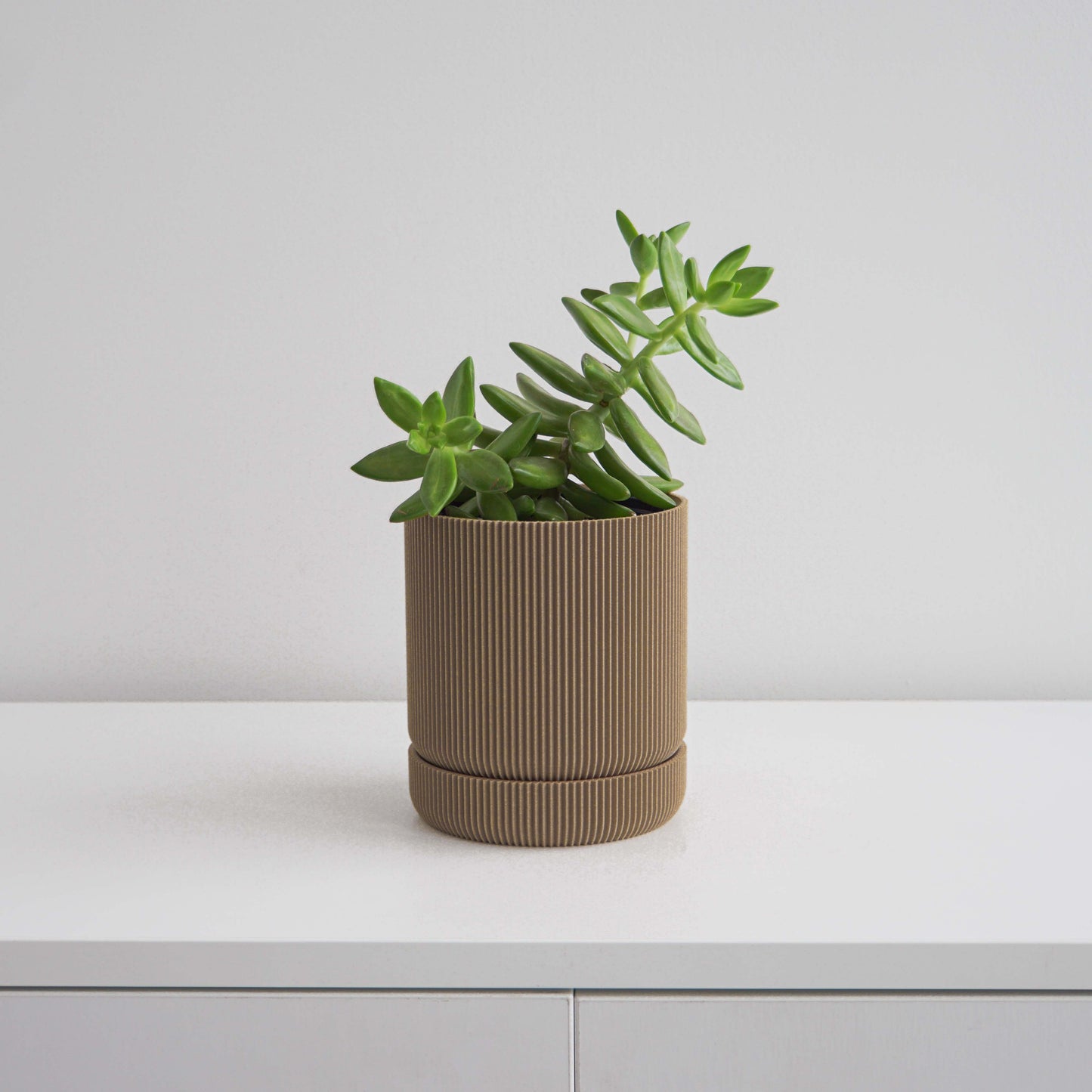 Hemlock Planter Conifer