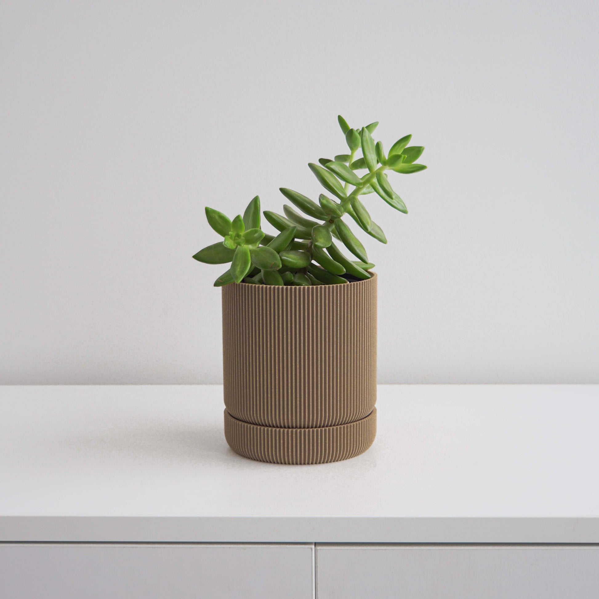 Hemlock Planter Conifer