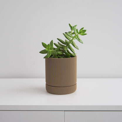 Hemlock Planter Conifer
