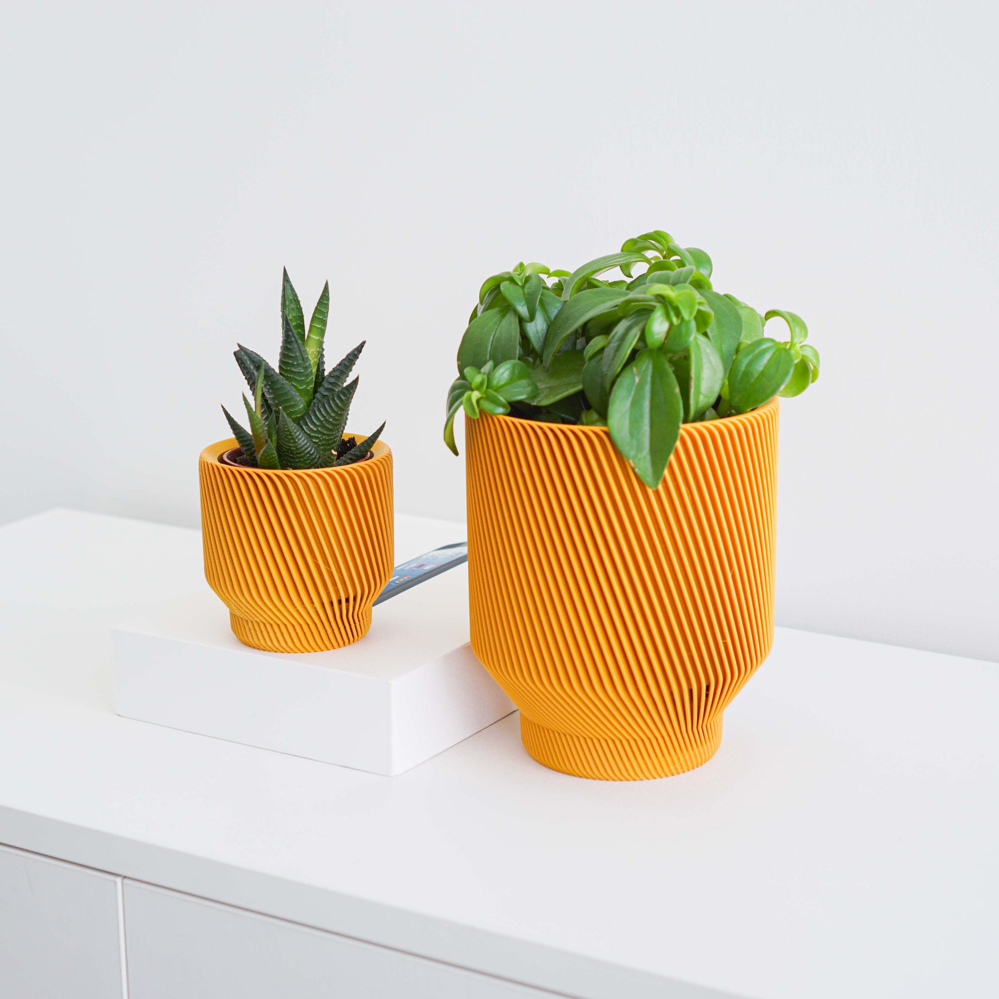 Spruce Planter Conifer