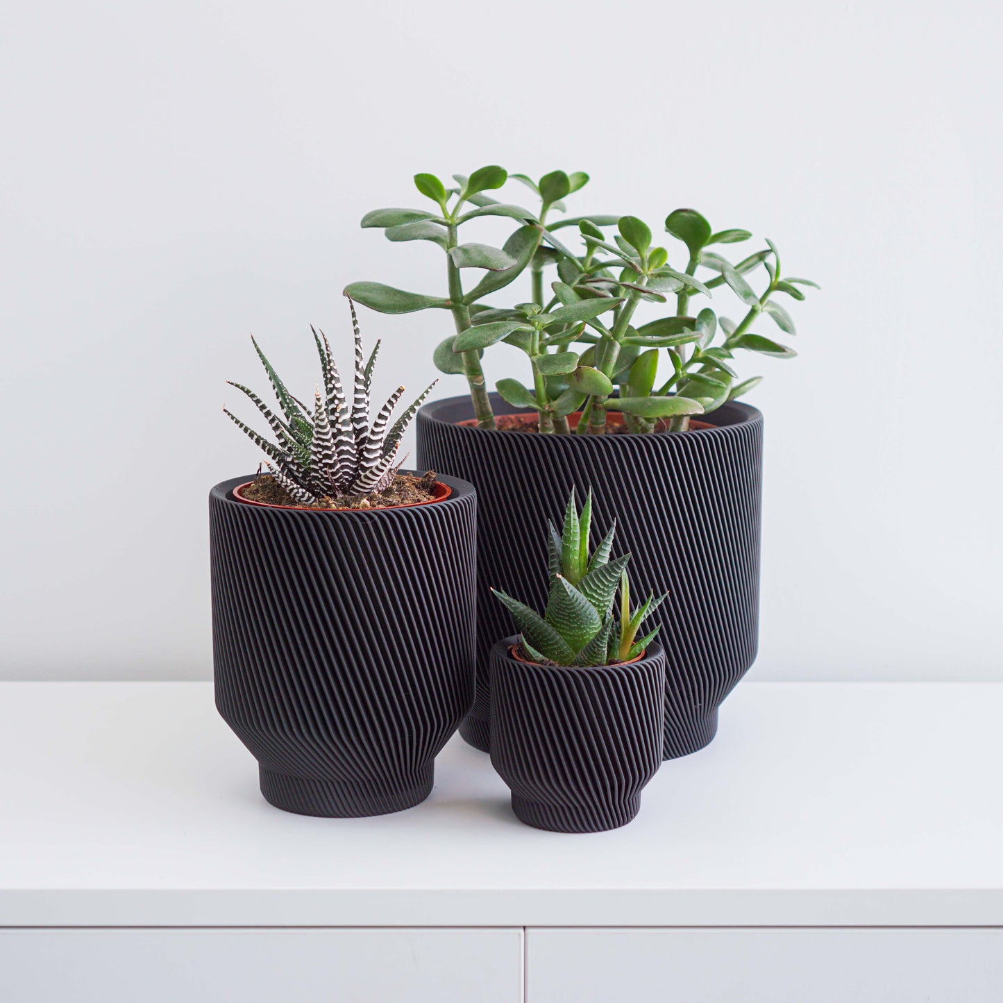 Spruce Planter Conifer