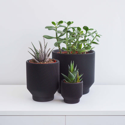 Spruce Planter Conifer