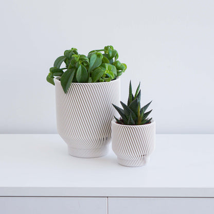 Spruce Planter Conifer