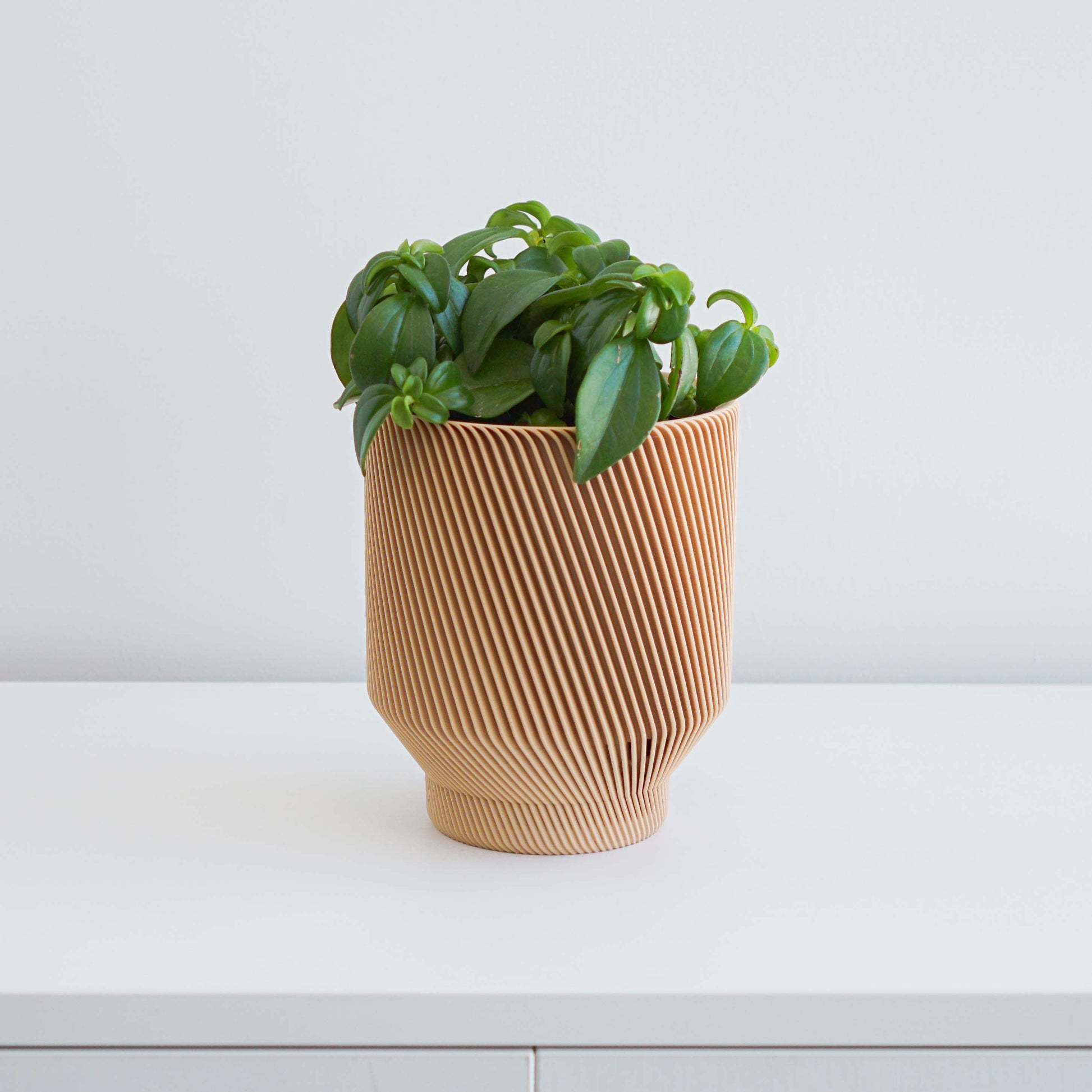 Spruce Planter Conifer