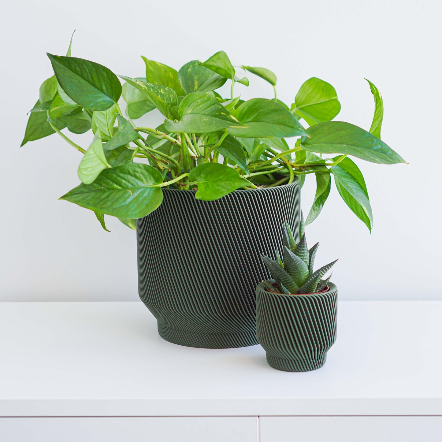 Spruce Planter Conifer