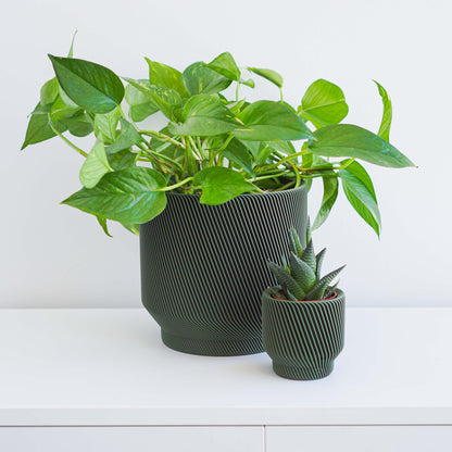 Spruce Planter Conifer