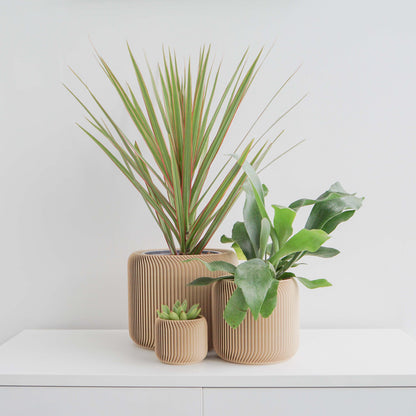 Pine Planter Conifer