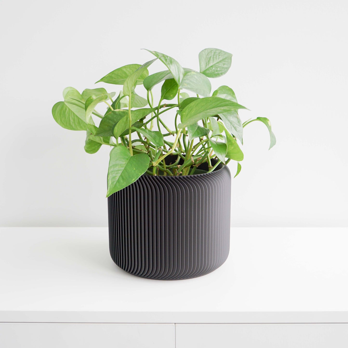 Pine Planter Conifer