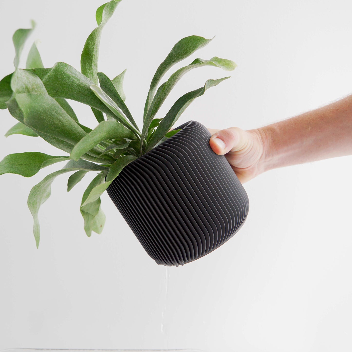 Pine Planter Conifer