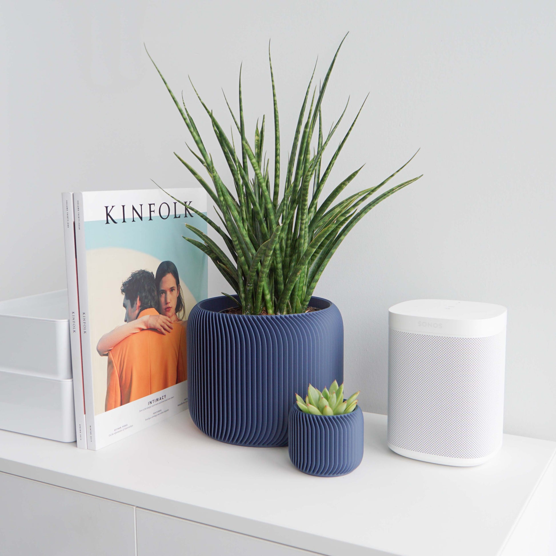 Pine Planter Conifer