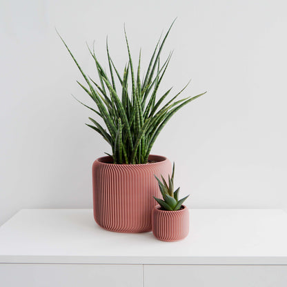Pine Planter Conifer