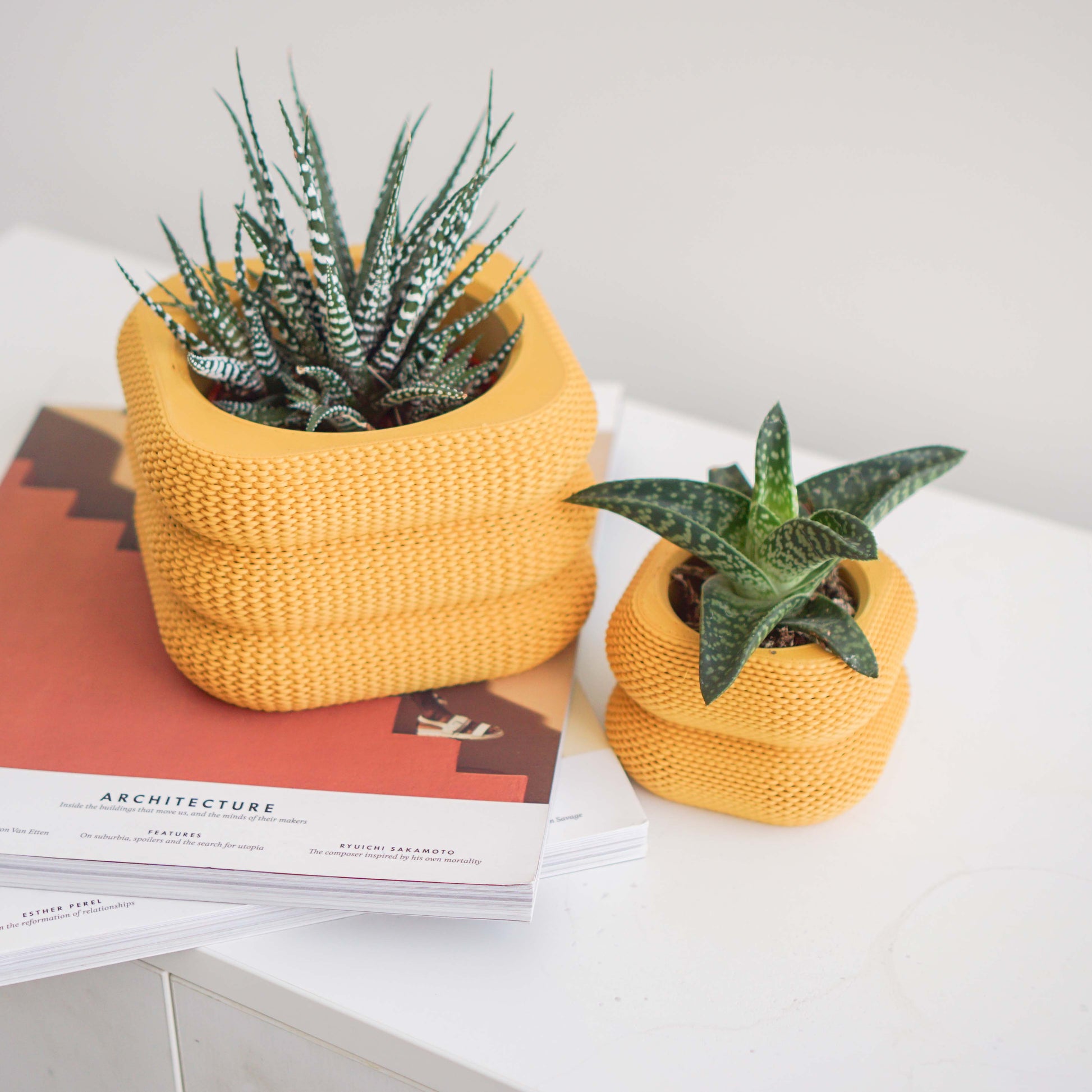 Yew Planter Conifer