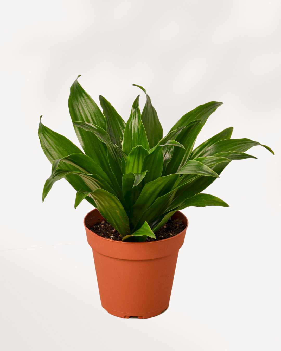 Dracaena Janet Craig Mygreenscape | Buy Plants Online