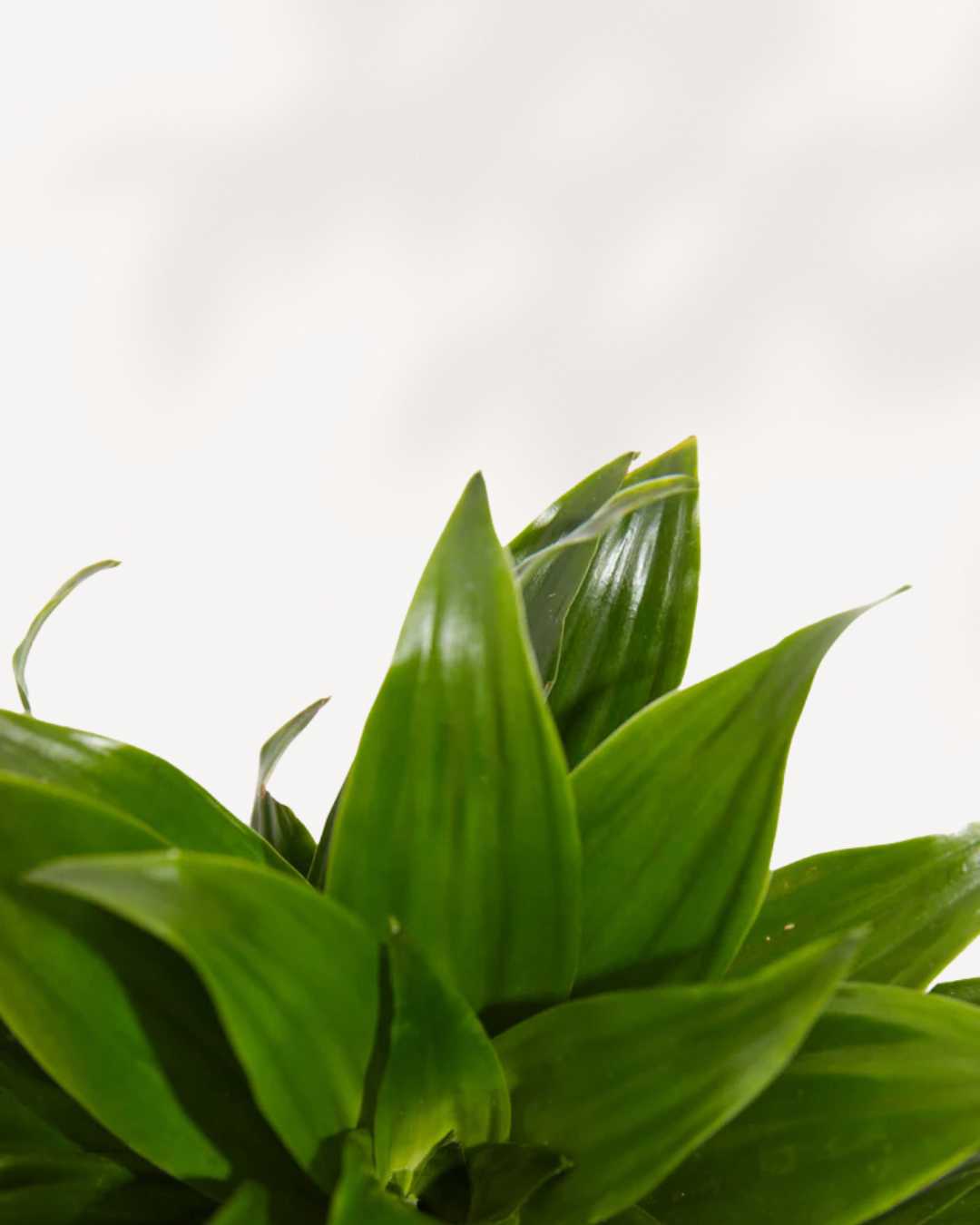 Dracaena Janet Craig Mygreenscape | Buy Plants Online