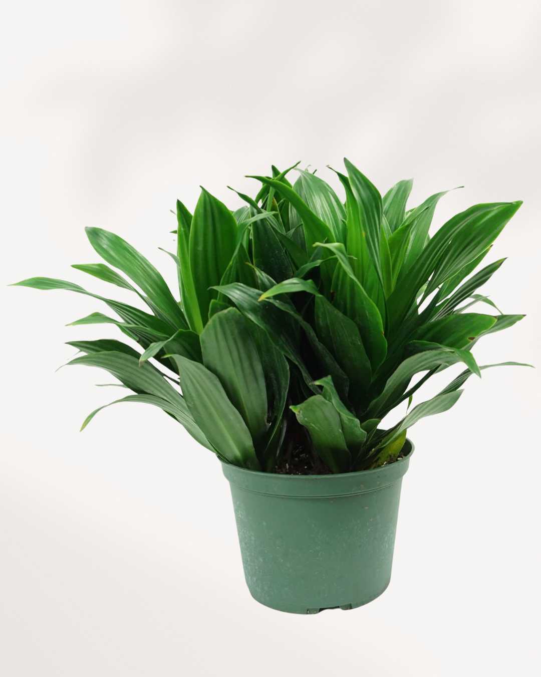 Dracaena Janet Craig Mygreenscape | Buy Plants Online
