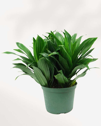 Dracaena Janet Craig Mygreenscape | Buy Plants Online
